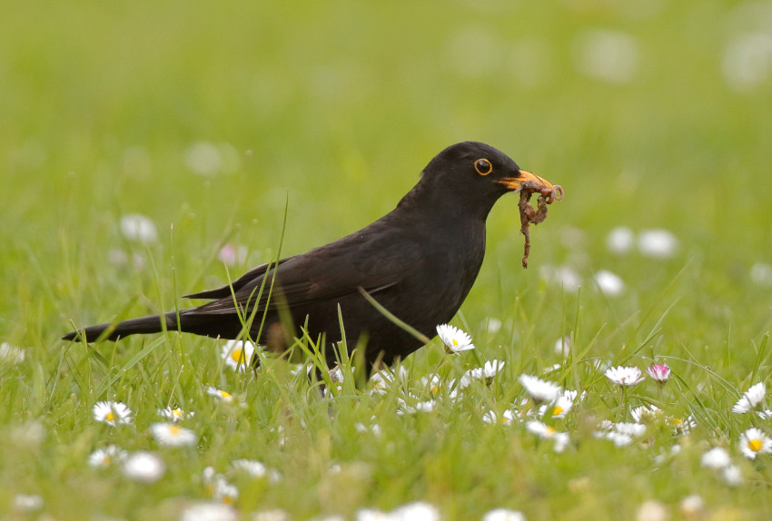 Amsel, © S. Pfützke