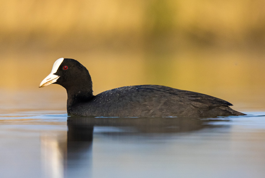 Blässhuhn, © H. Glader