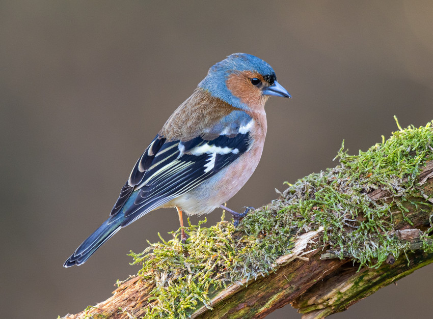 Buchfink, © H. Glader