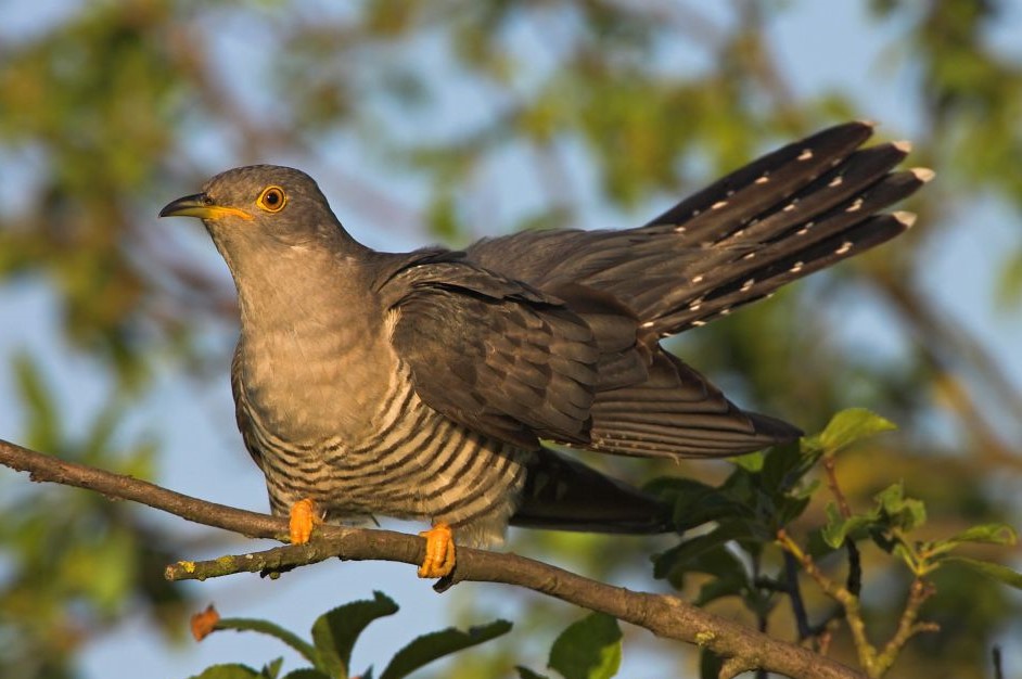 Kuckuck, © M. Schäf