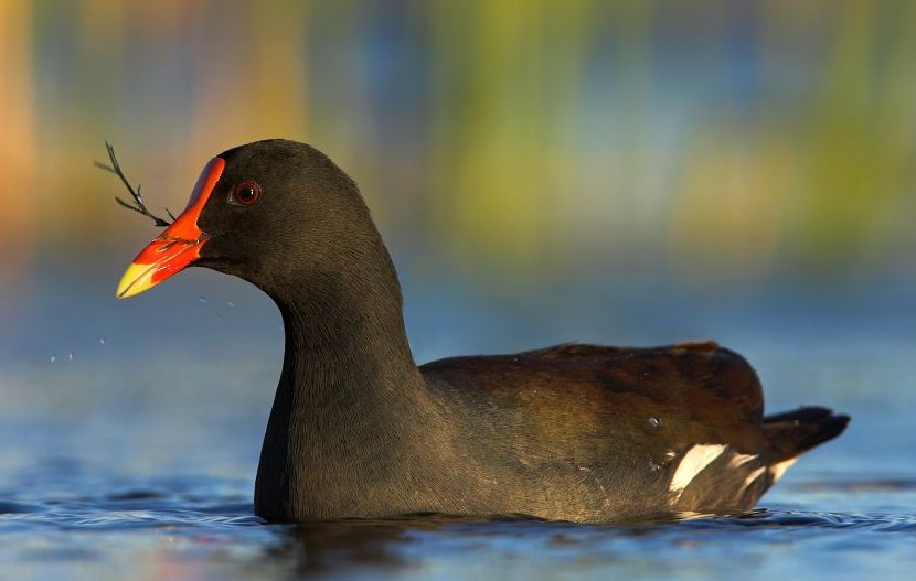 Teichhuhn, © M. Schäf