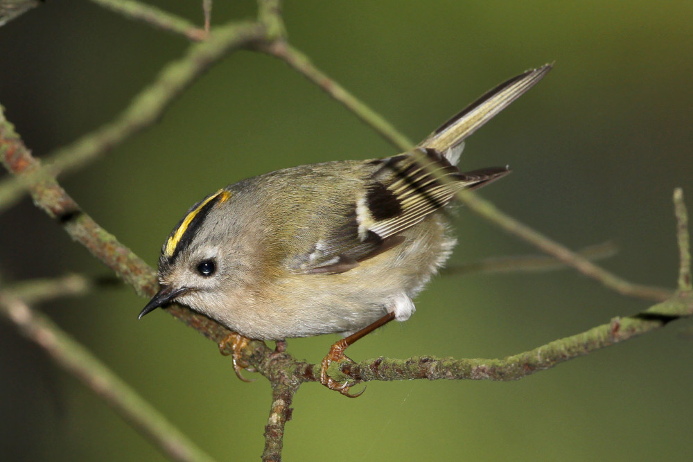 Wintergoldhähnchen, © S. Pfützke