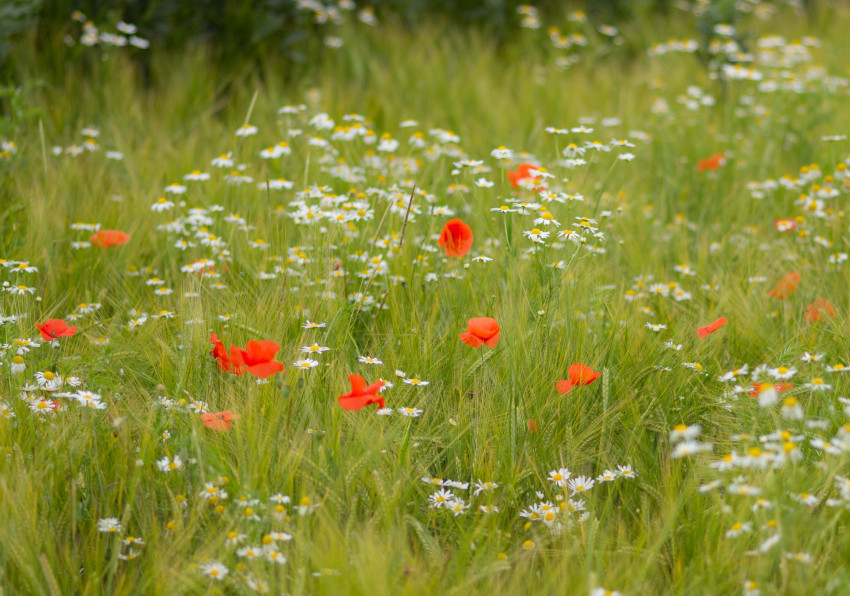 Ackerwildkräuter, © J. Kolk