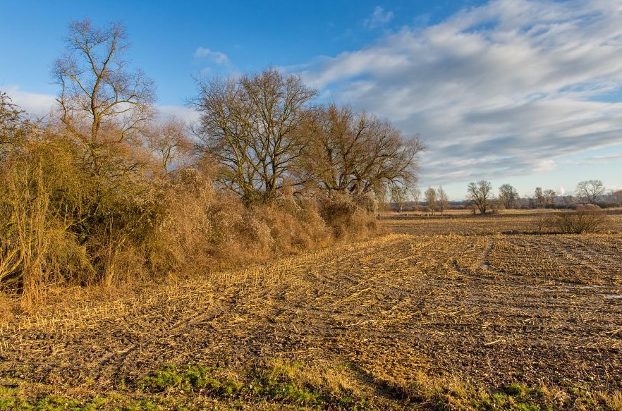 Feldgehölze aus heimischen Baum- und Straucharten, © Adobe Stock_M. Schäf