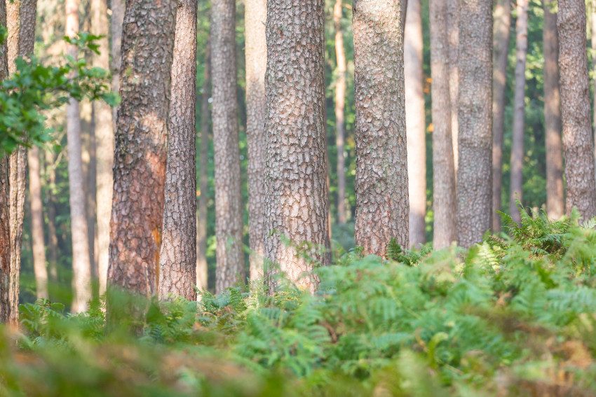 Kiefern- und Kiefernmischwälder, © Adobe Stock_A. von Düren