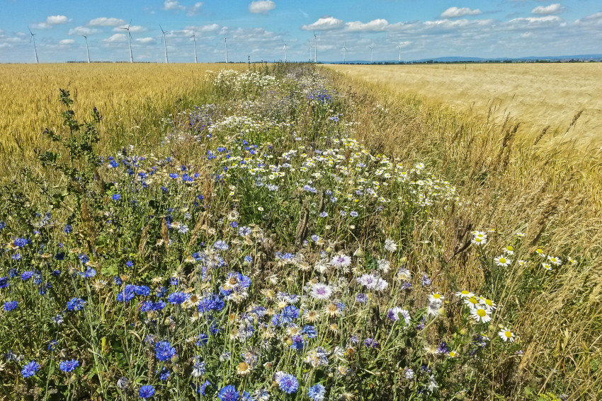 Säume in der Agrarlandschaft, © Adobe Stock_M. Grimm