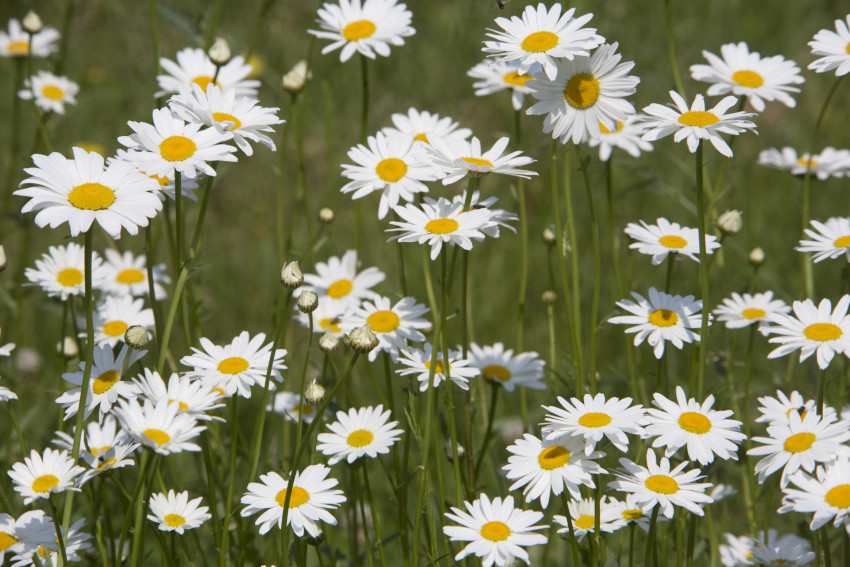 Wiesen-Margerite, © Adobe Stock_etfoto