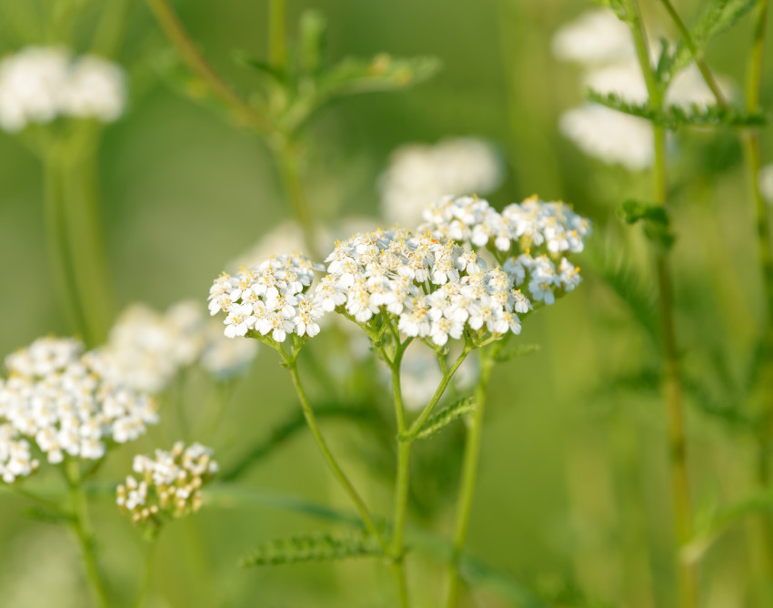 Wiesen-Schafgarbe, © Adobe Stock_Cyrustr